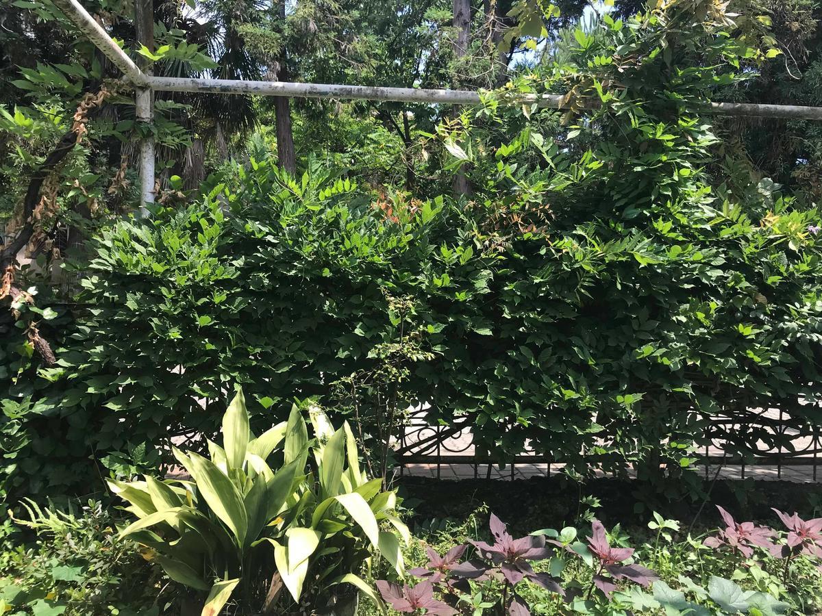 Anna Hostel コブレチ エクステリア 写真
