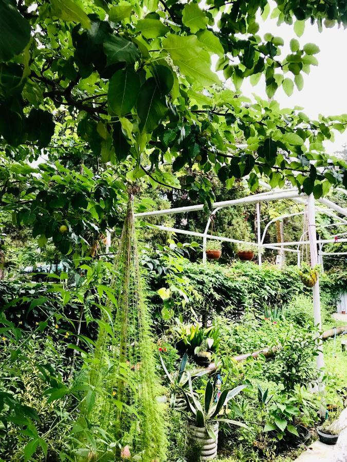 Anna Hostel コブレチ エクステリア 写真